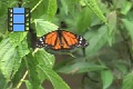 Scene 100_Danaus plexippus megalippe on leaf